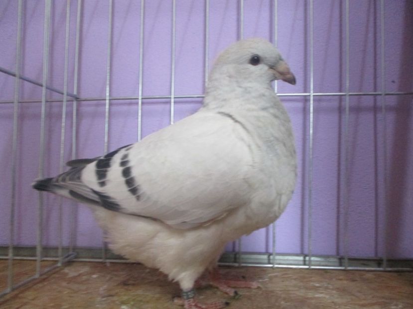 03013-20 - Tineret 2020