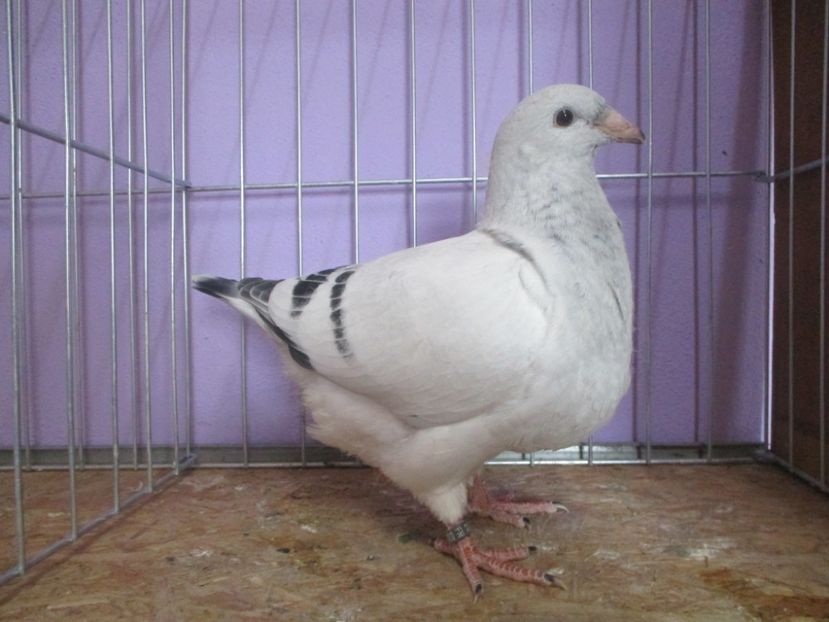 03014-20 - Tineret 2020