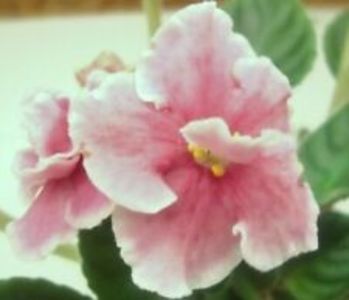 Foto net - Aca s Pink Delight