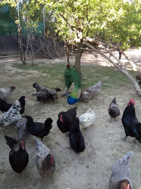 20.05.2020 - 3-gaini-AustralOrp