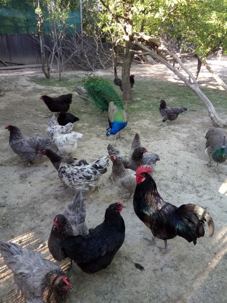  - 3-gaini-AustralOrp