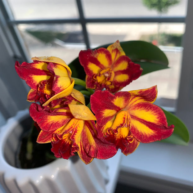  - Plante de interior 2020