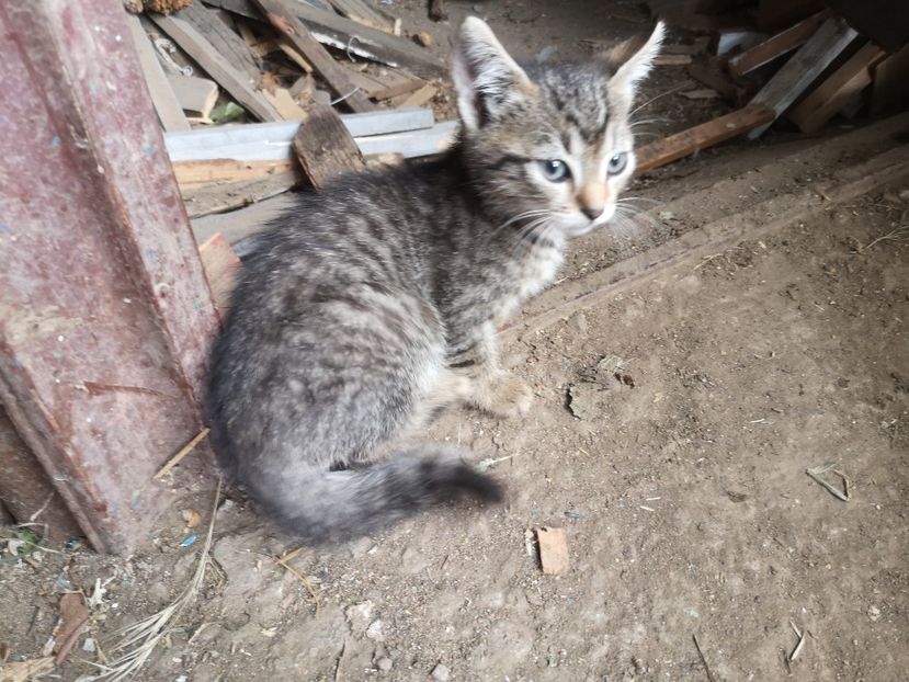 motanel Geta - Animalute la Amara