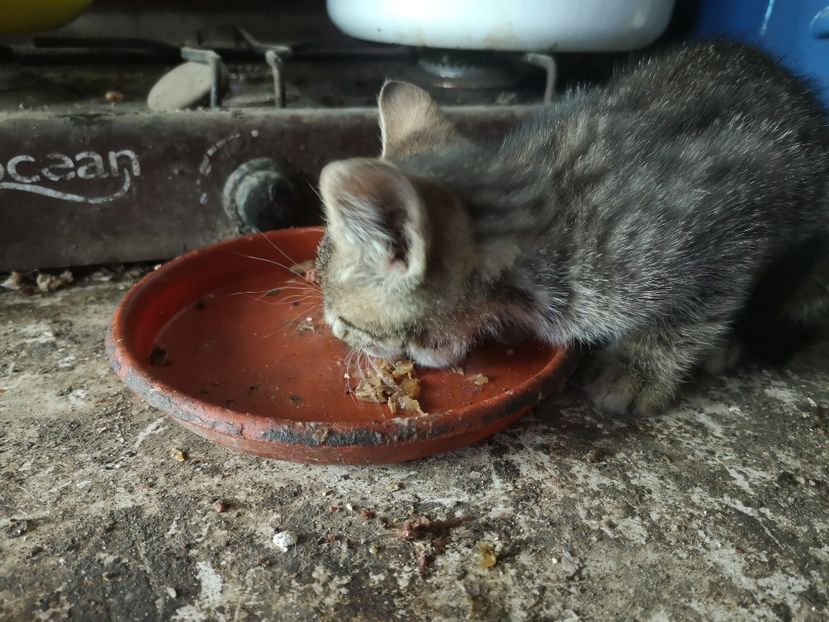  - Animalute la Amara