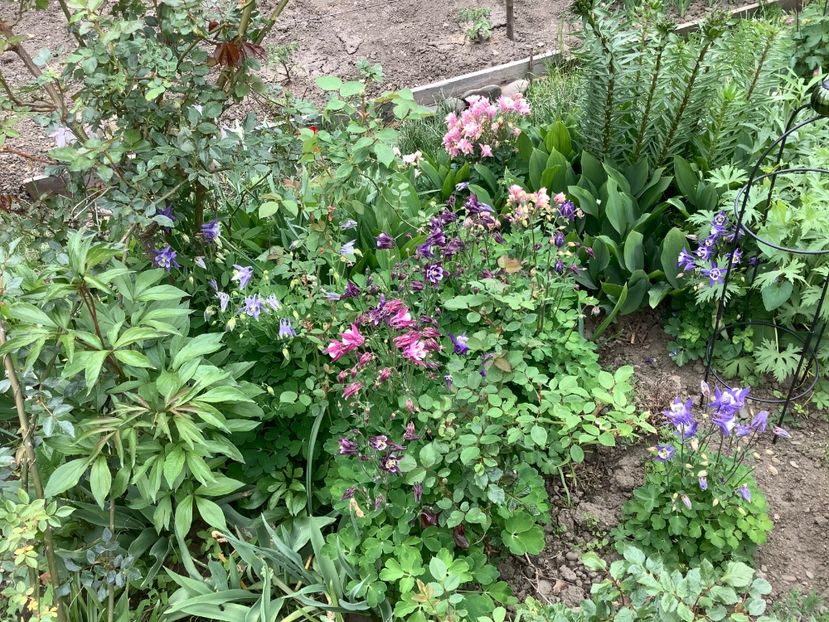 D1F22669-8977-4F1C-BFA6-45F1C30F930E - Caldaruse Columbine