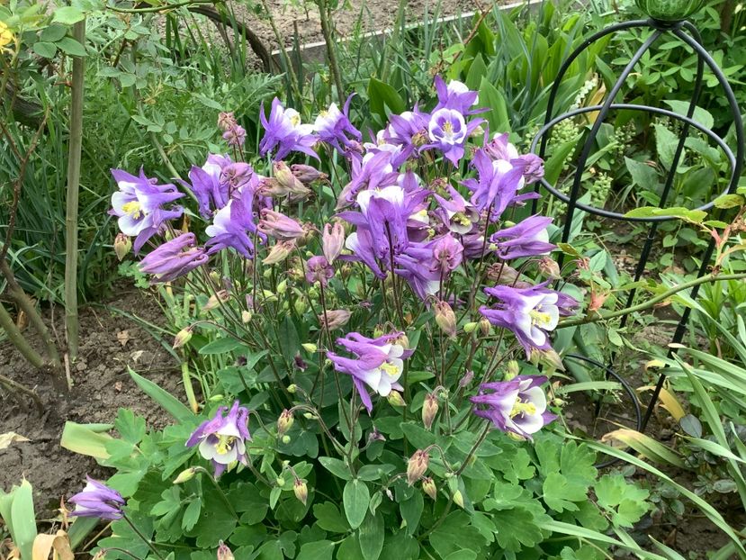 1626777C-F289-4204-83B4-522EF4481667 - Caldaruse Columbine