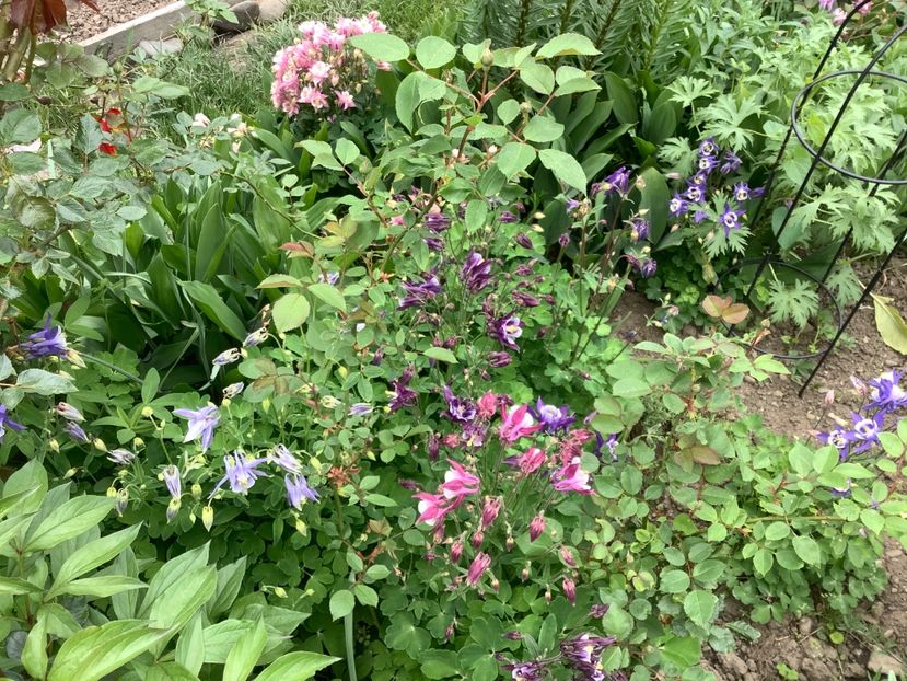 49A6751A-2146-4D4D-9C75-1D2953EA6BC1 - Caldaruse Columbine