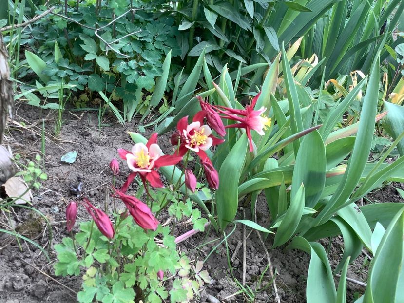 4C2C0958-3335-499D-B006-EC20C46AD623 - Caldaruse Columbine