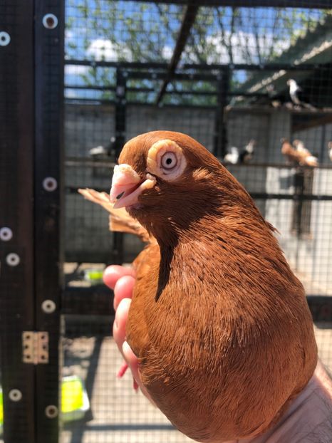 7050BAF0-C546-44BF-A61B-7C2055357606 - Poze noi