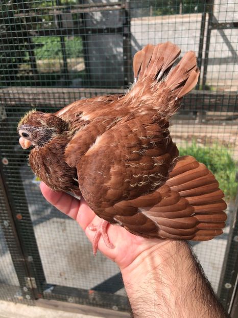 CBEBBE69-2892-4E61-88B1-796F65EA4D68 - Poze noi