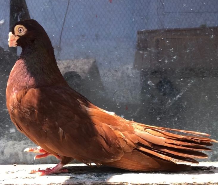 CAF8E85F-B4CC-44AB-9635-B4226FF65F89 - Poze noi