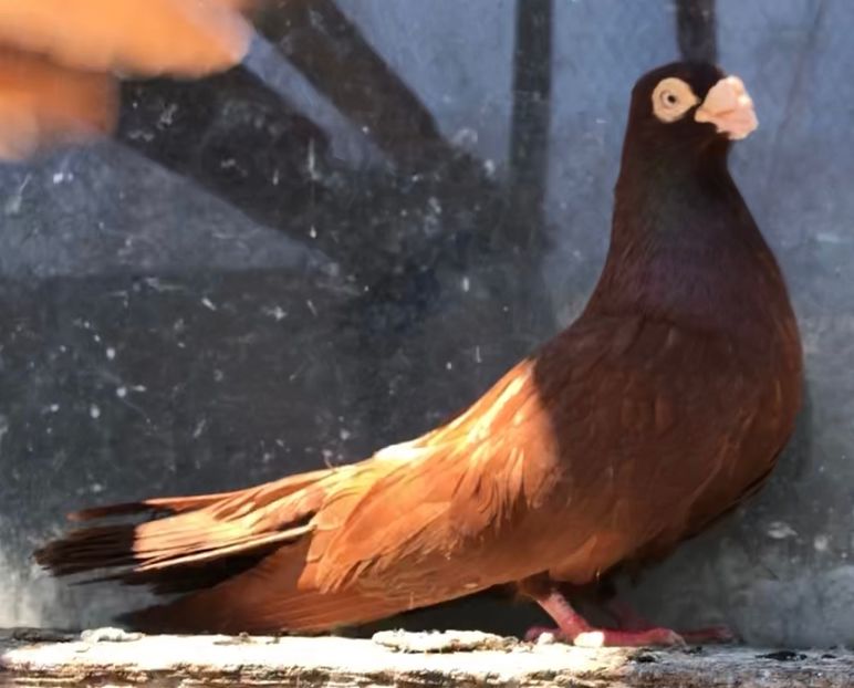 A8B96526-FA27-43AF-86AE-418681BFD371 - Poze noi