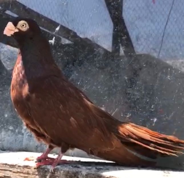 9EB27B15-B9D3-4EF0-B7AA-DDFD342F5E93 - Poze noi