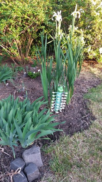 Iris siberica alba - Gradina si terasa PrimaLuce_7-Hello 2020