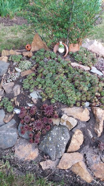 Sempervivum mix - Gradina si terasa PrimaLuce_7-Hello 2020