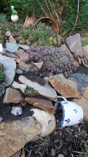 Sempervivum mix - Gradina si terasa PrimaLuce_7-Hello 2020