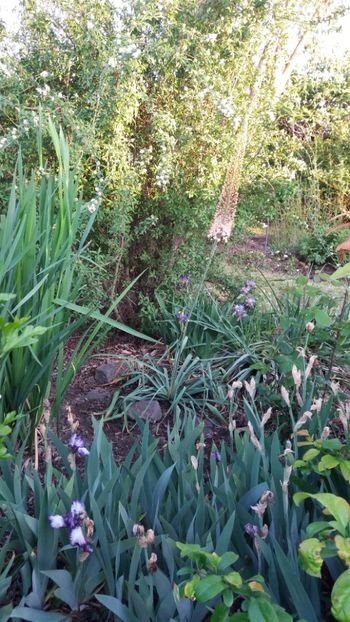 Eremurus robustus - Gradina si terasa PrimaLuce_7-Hello 2020