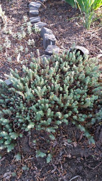 Sedum rupestre - Gradina si terasa PrimaLuce_7-Hello 2020