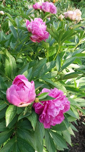 Paeonia pink spp - Gradina si terasa PrimaLuce_7-Hello 2020