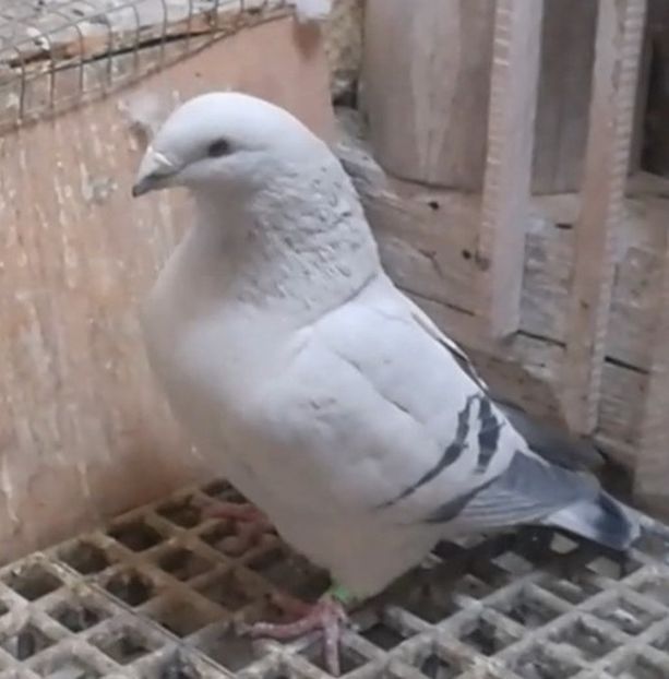  - f- MLODE -2019- Youth