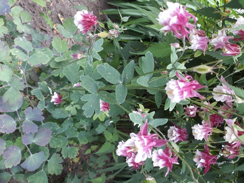  - Flori de grădină-2020