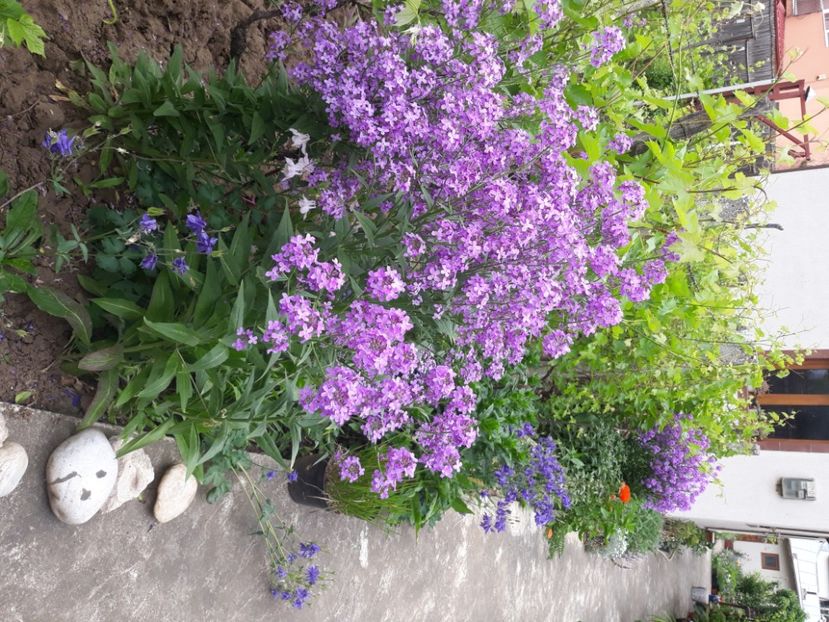  - Flori de grădină-2020