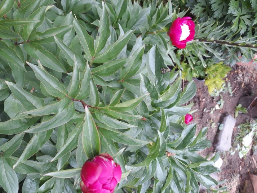  - Flori de grădină-2020