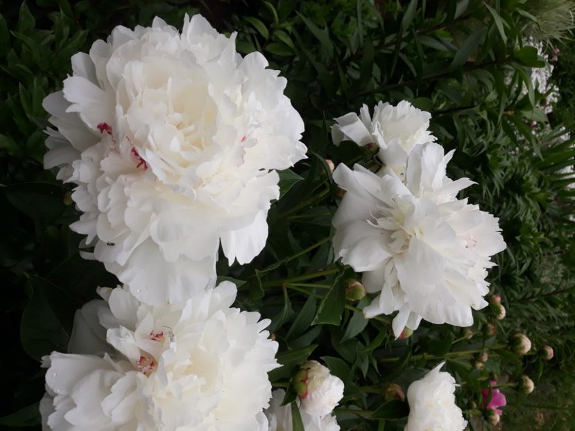  - Flori de grădină-2020