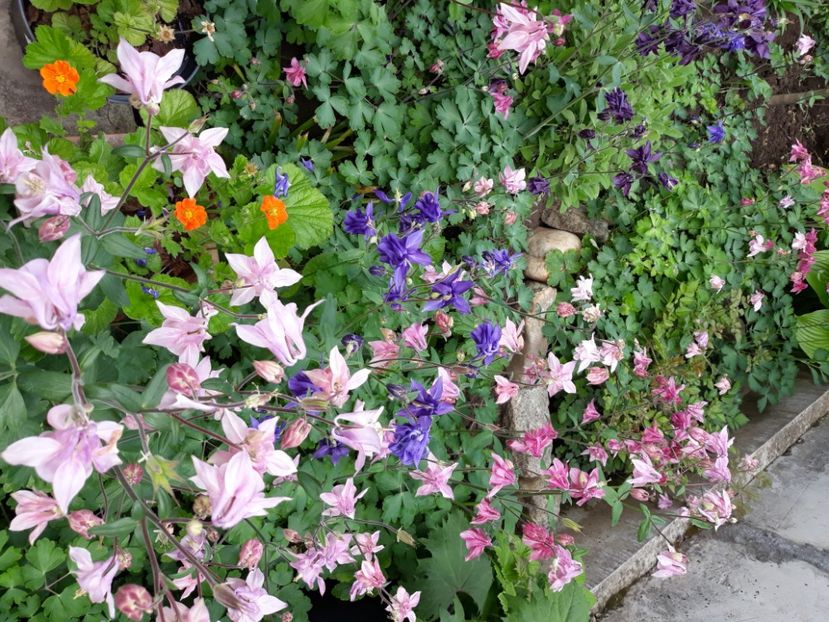  - Flori de grădină-2020