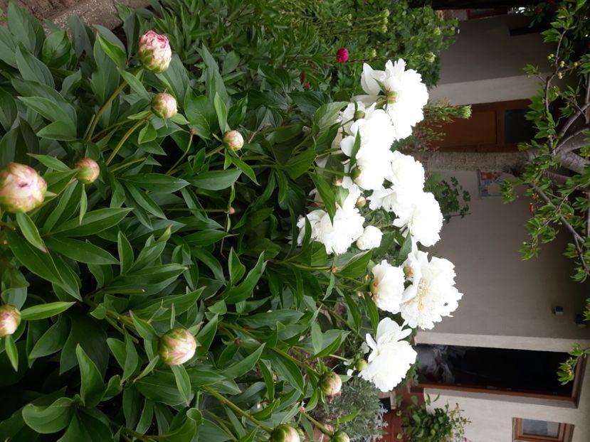  - Flori de grădină-2020