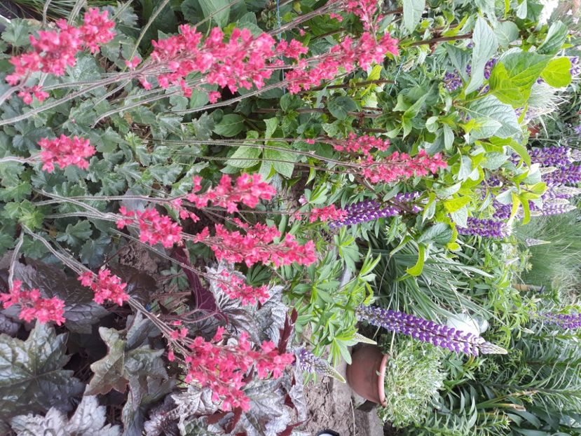  - Flori de grădină-2020