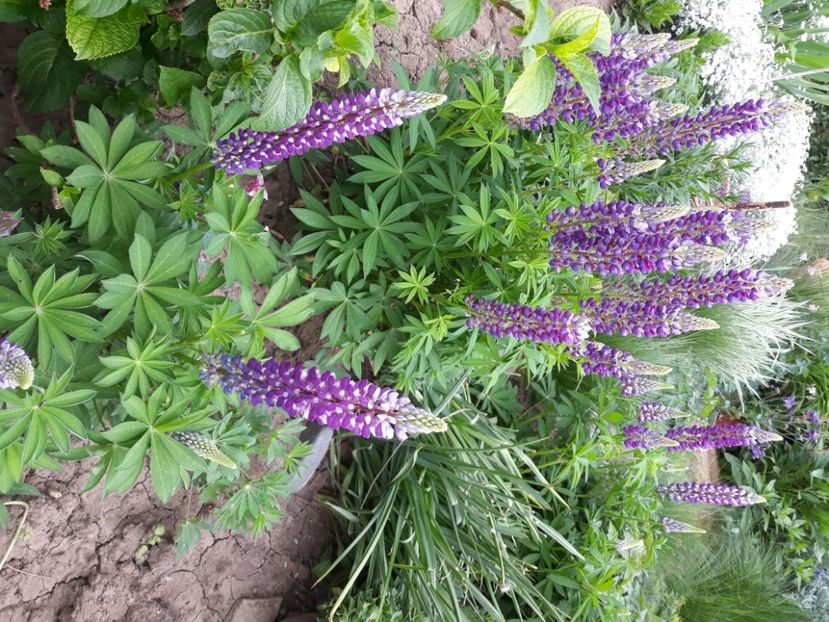  - Flori de grădină-2020