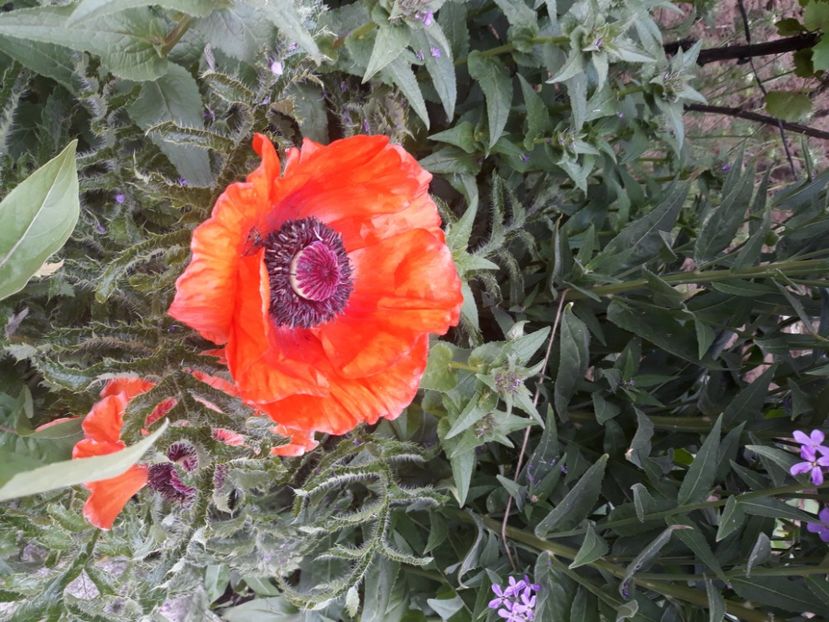  - Flori de grădină-2020