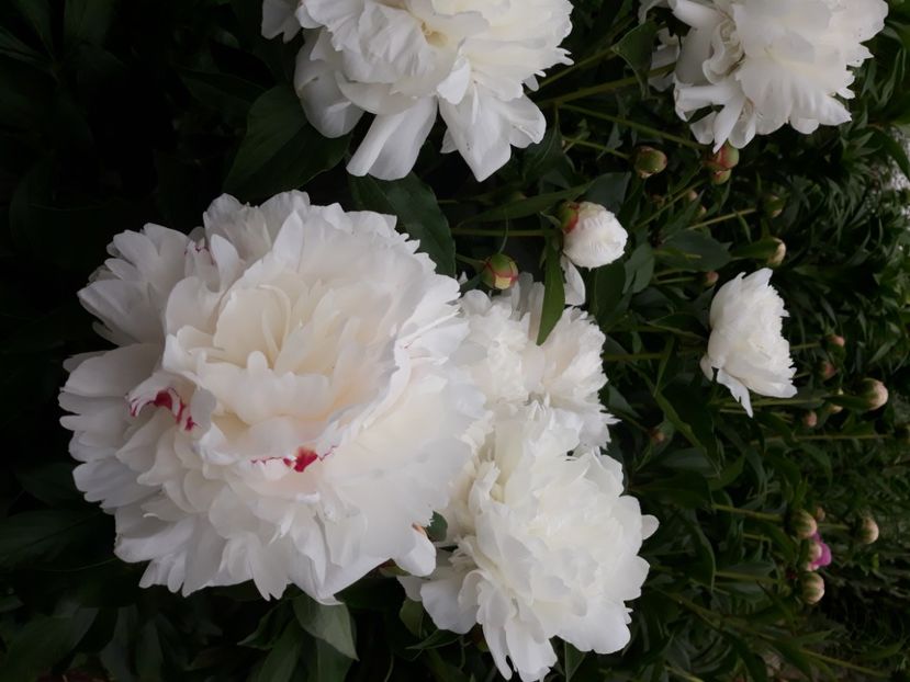  - Flori de grădină-2020