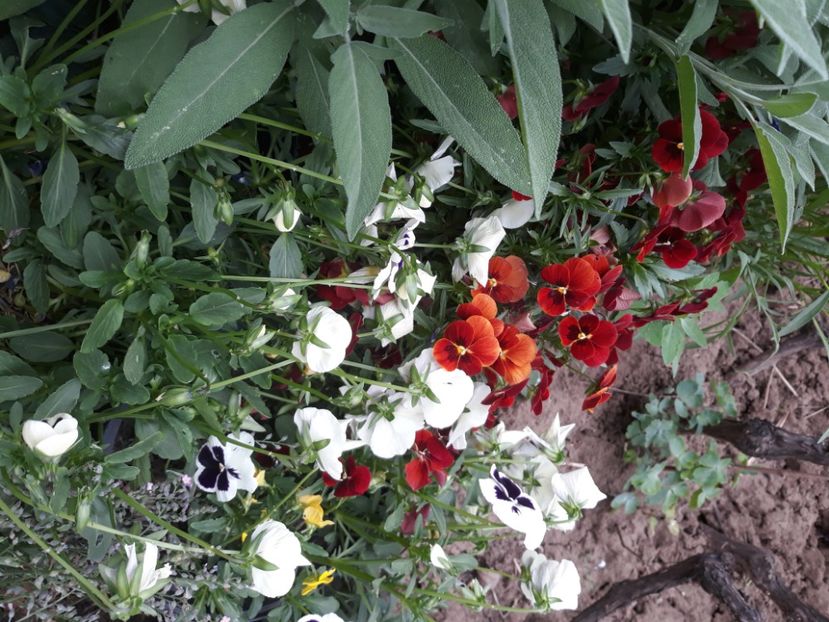  - Flori de grădină-2020