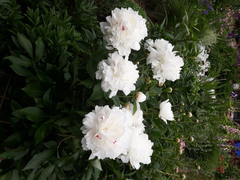  - Flori de grădină-2020