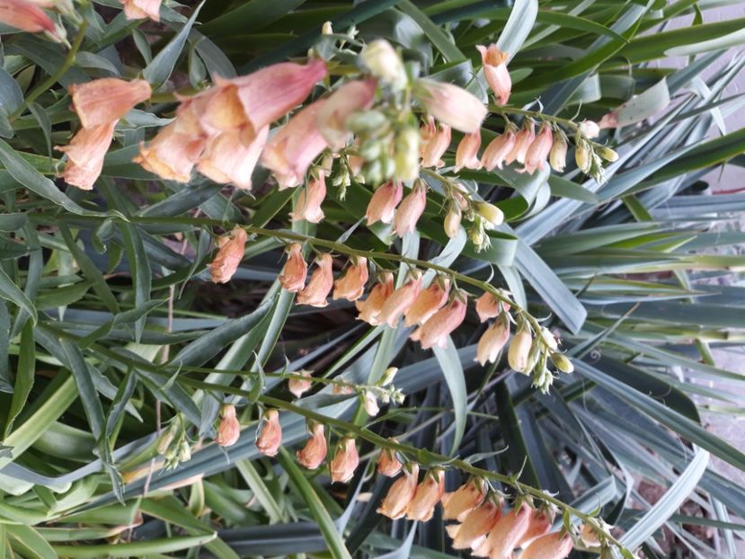  - Flori de grădină-2020