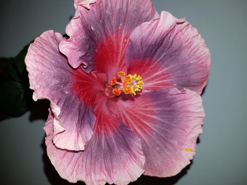 - HIBISCUS 2020
