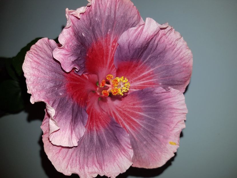  - HIBISCUS 2020