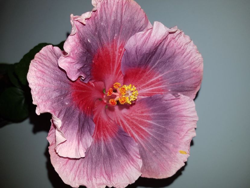  - HIBISCUS 2020
