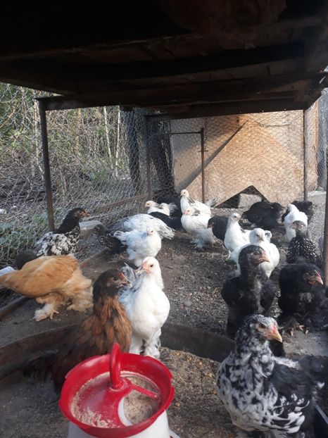  - Pui de găină 2020