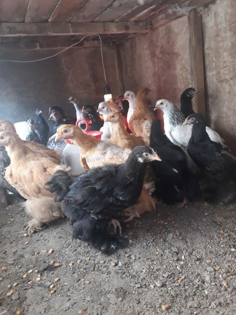  - Pui de găină 2020