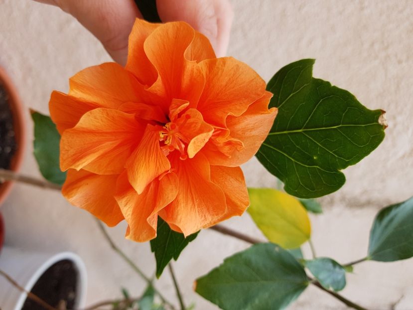 20200515_174356(0) - 1-2 HIBISCUS