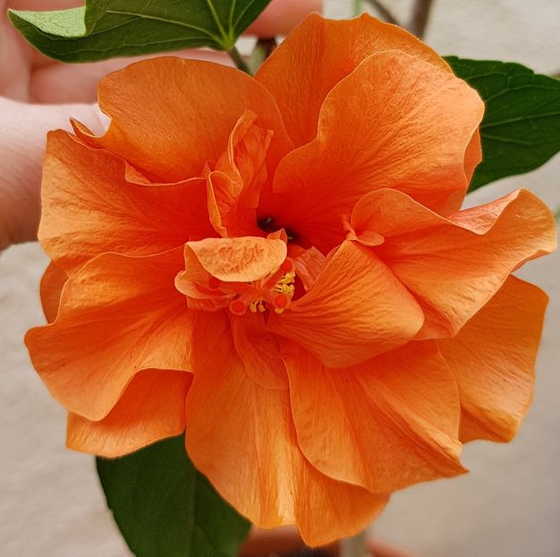  - 1-2 HIBISCUS