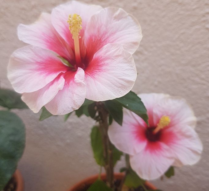  - 1-2 HIBISCUS