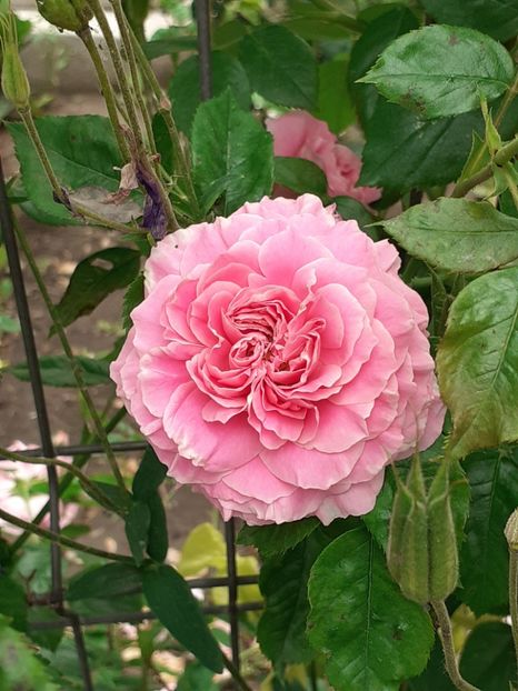  - Heillige Elisabeth 2020