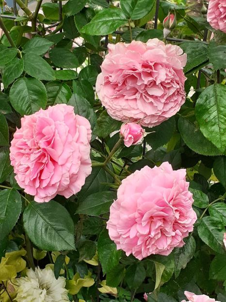  - Heillige Elisabeth 2020