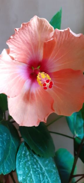  - Hibiscus 2015-2024