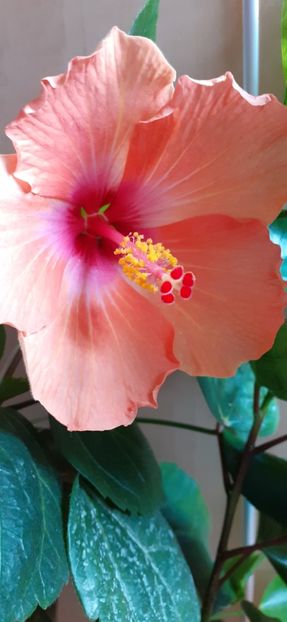  - Hibiscus 2015-2024