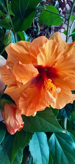  - Hibiscus 2015-2024